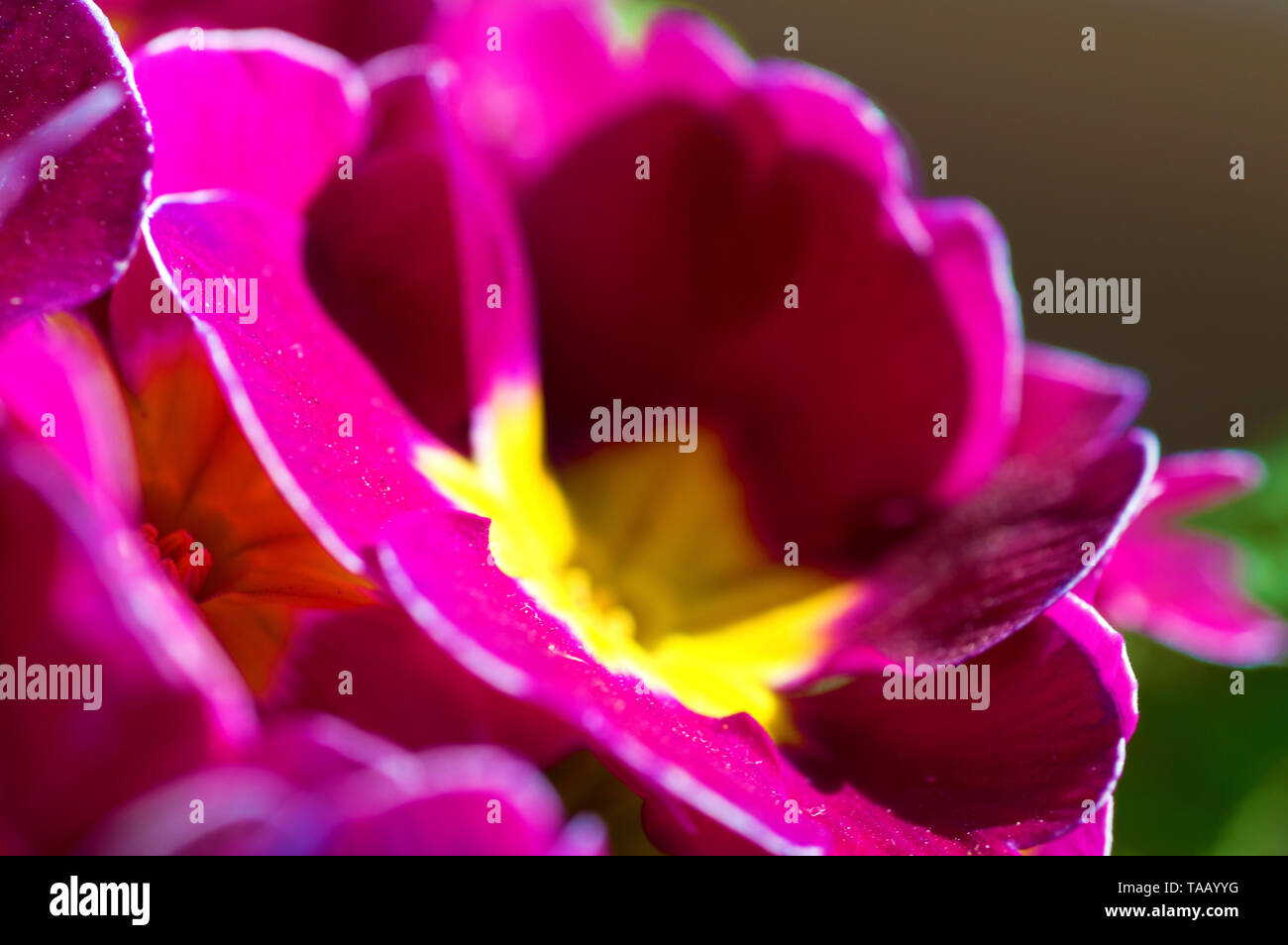 Una immagine colorata di rosa e giallo primule prese con un obiettivo macro Foto Stock