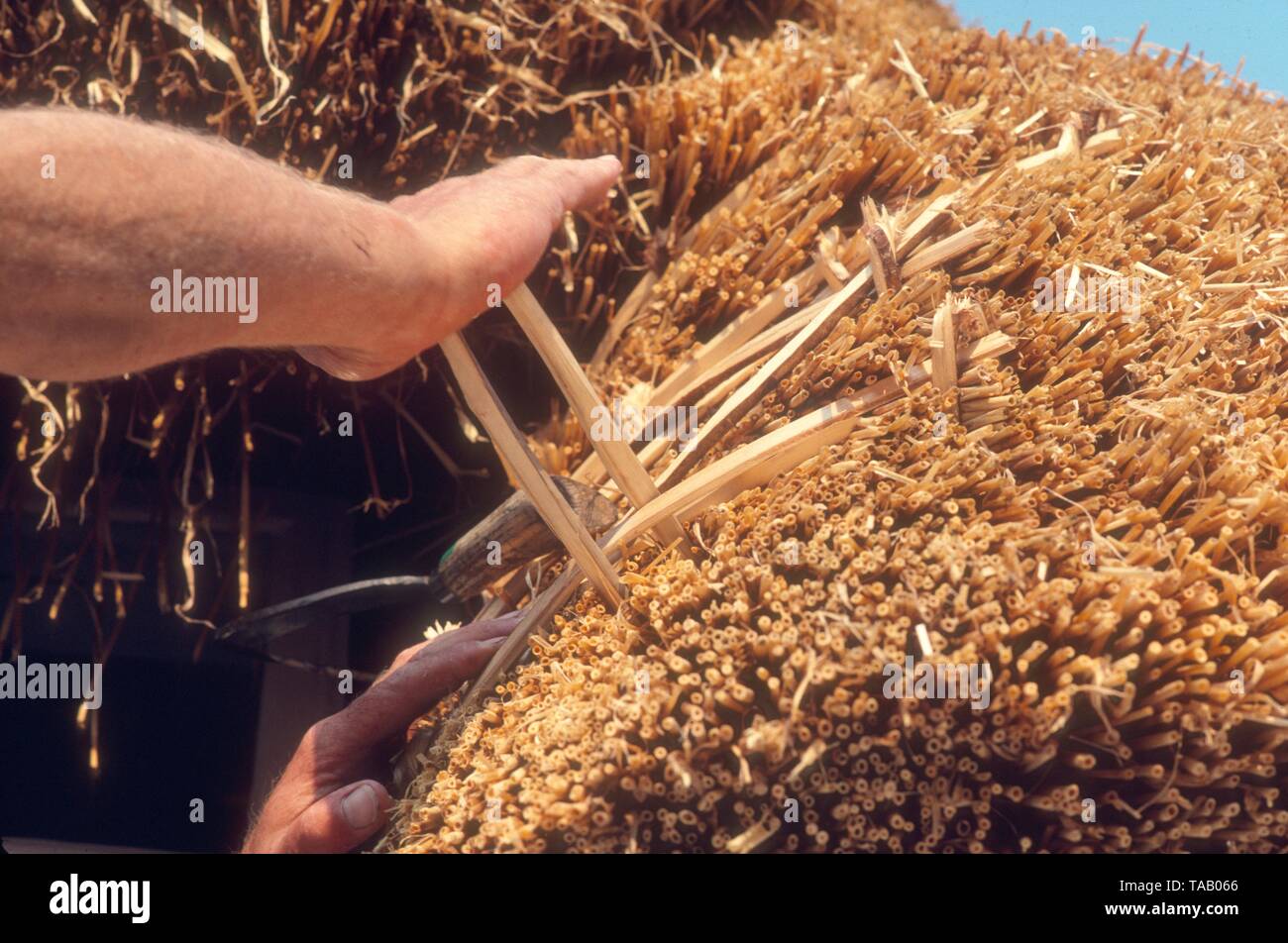 Spingendo in reeding pin sul tetto di paglia Foto Stock