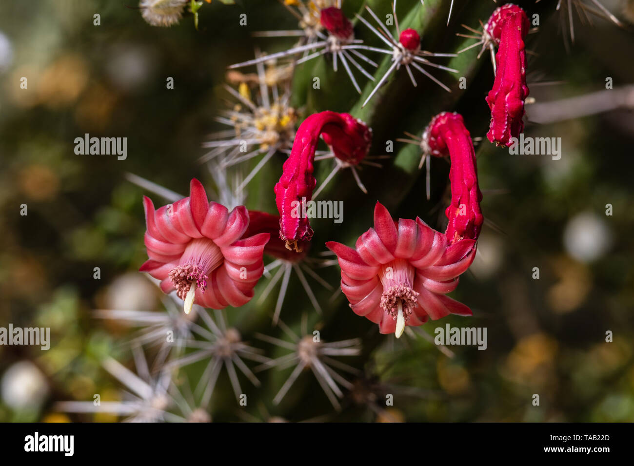 Delicati fiori rossi sul polpo cactus (stenocereus alamosensis) con curvatura petali di colore rosso. Nativo del Messico; in Arizona deserto di Sonora. Foto Stock