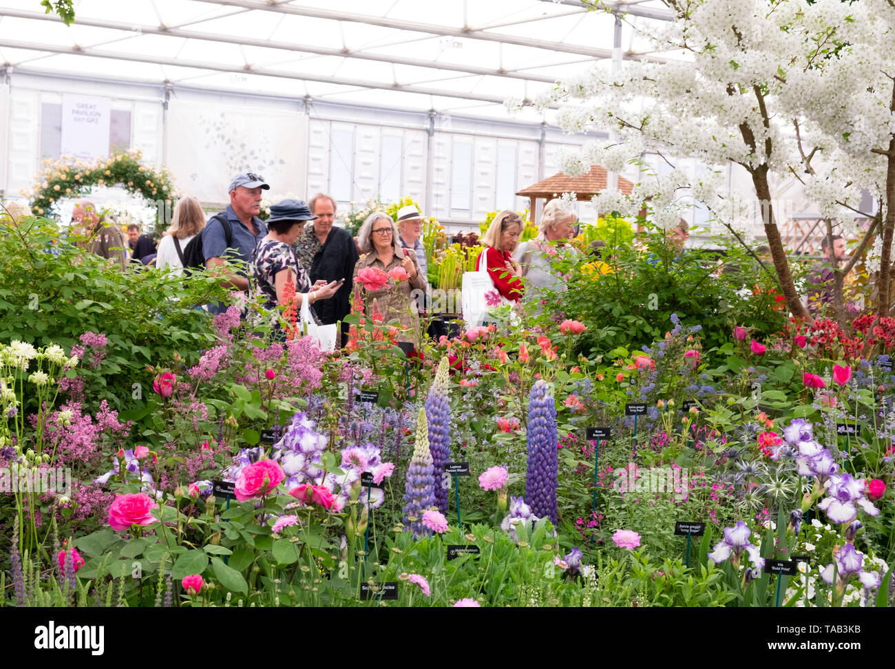 I visitatori della RHS Chelsea Flower Show 2019 intorno alla Hillier vivai visualizzare nel grande padiglione. Londra, Regno Unito Foto Stock