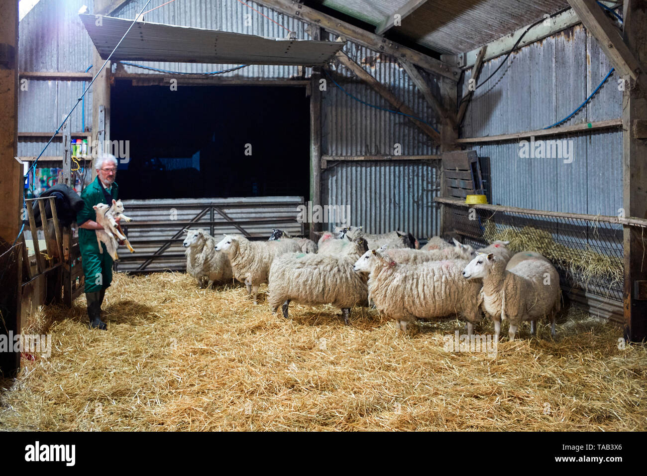 Agricoltore Chris Martin porta in due agnelli subsitute dentro il capannone al fine di sostituire l'agnello che erano morti alla nascita Foto Stock