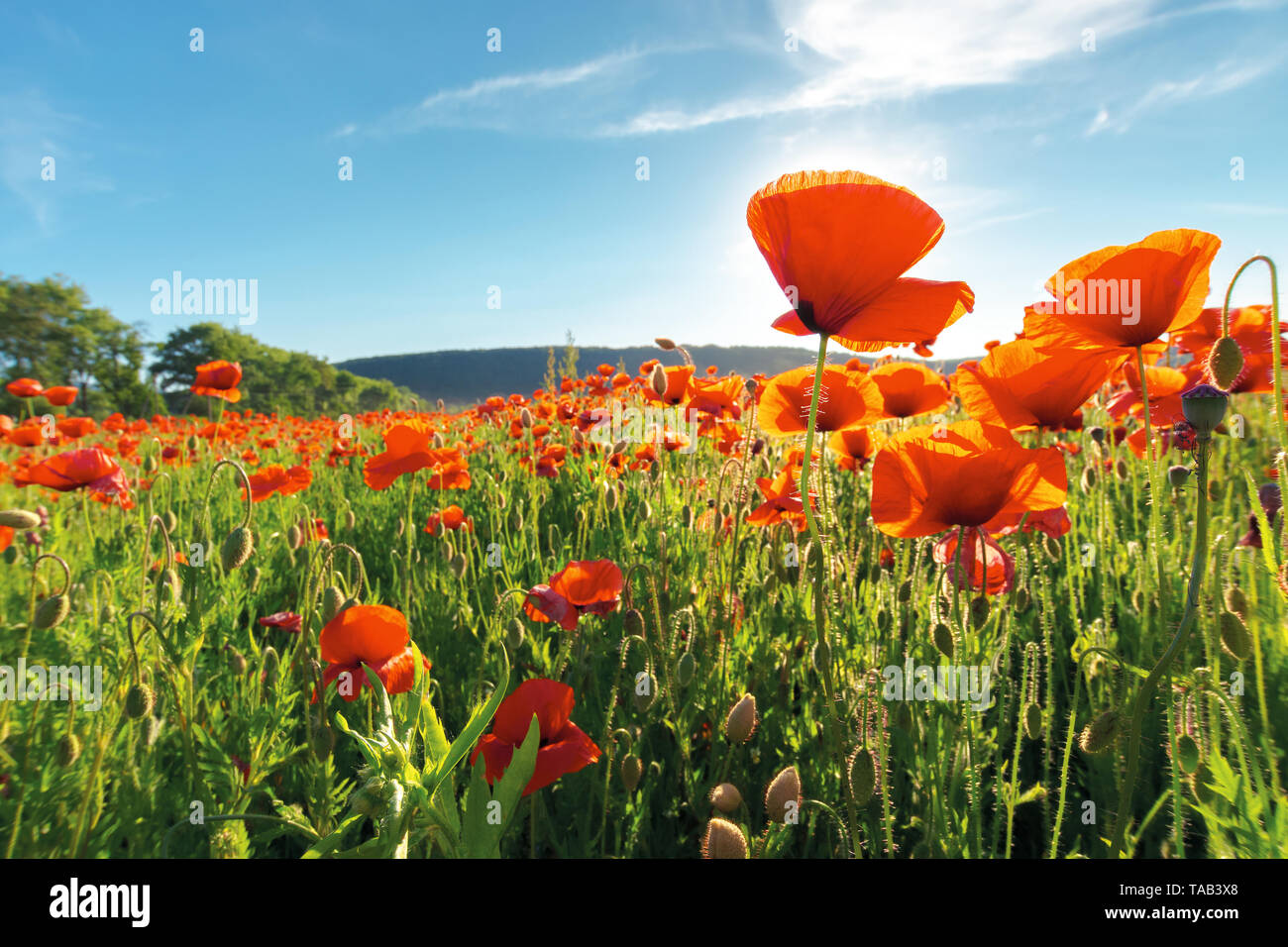 Campo di papavero rosso fiore colpo da sotto. bellissima natura sfondo contro il cielo blu Foto Stock