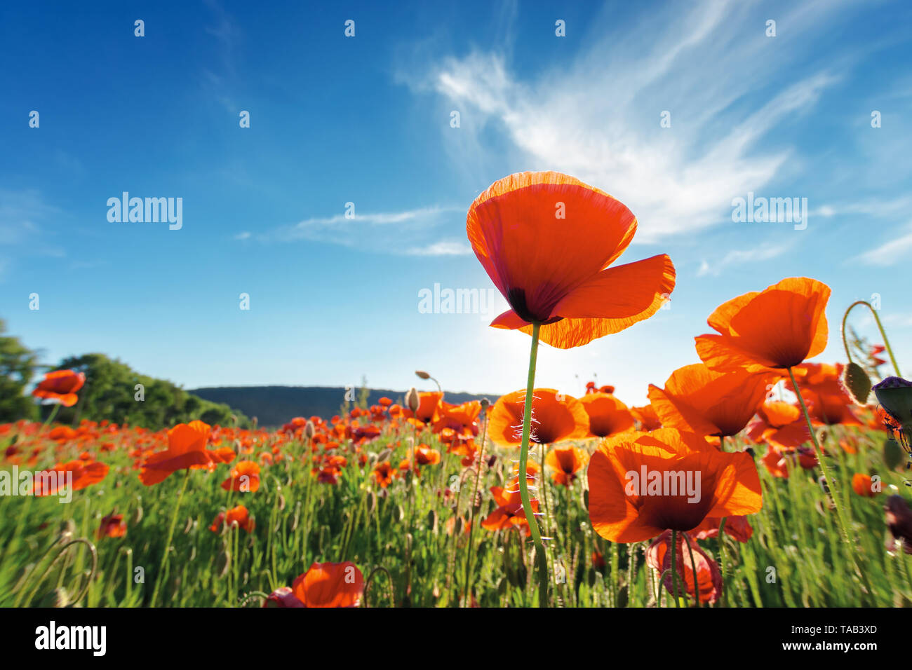 Campo di papavero rosso fiore colpo da sotto. bellissima natura sfondo contro il cielo blu Foto Stock