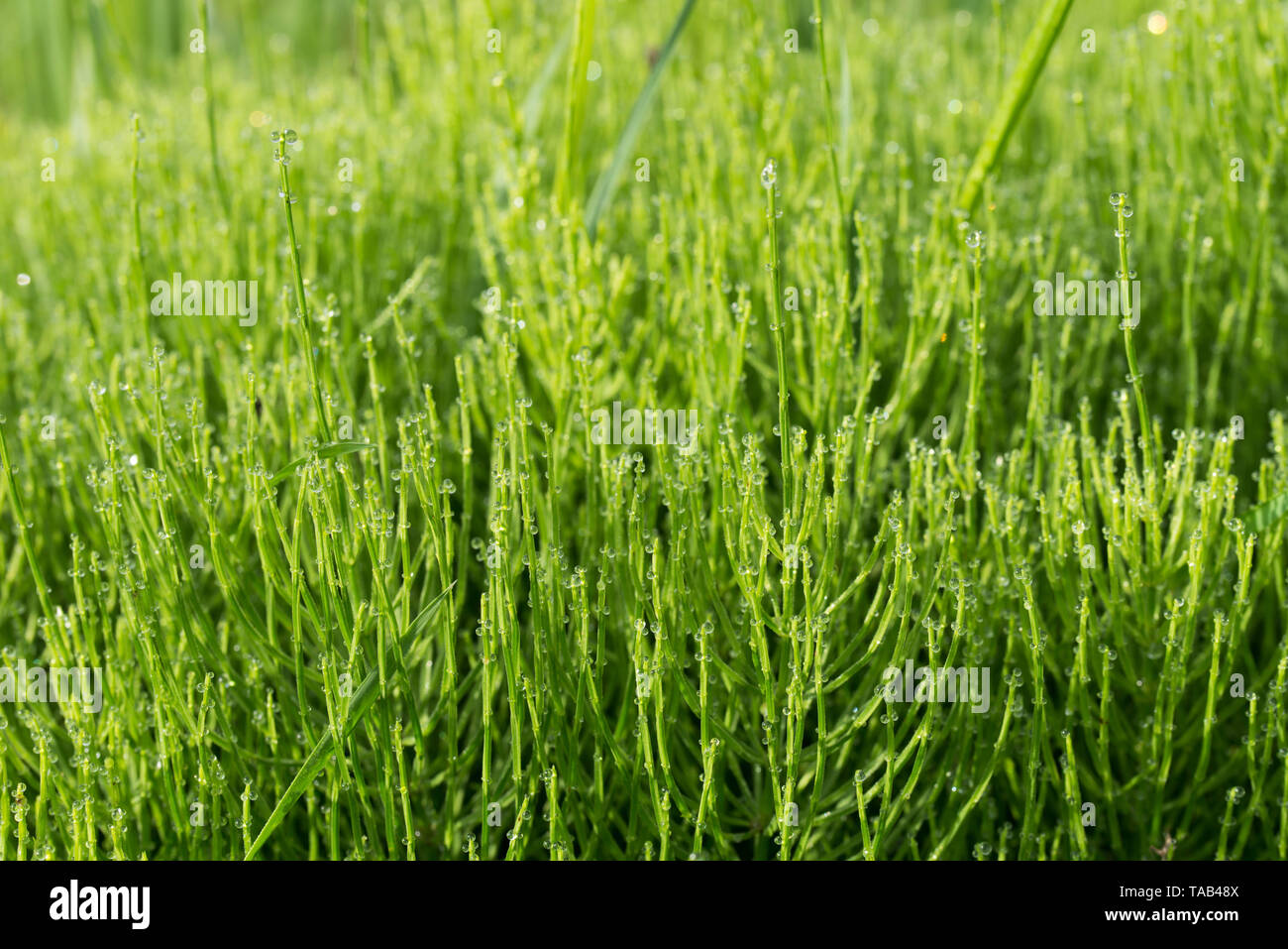 Equiseto arvense, campo equiseto, comune equiseto con gocce di rugiada macro Foto Stock