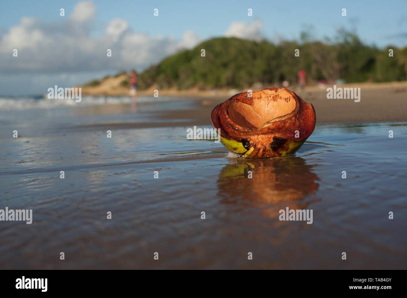 Buccia di cocco su Tofo beach Foto Stock
