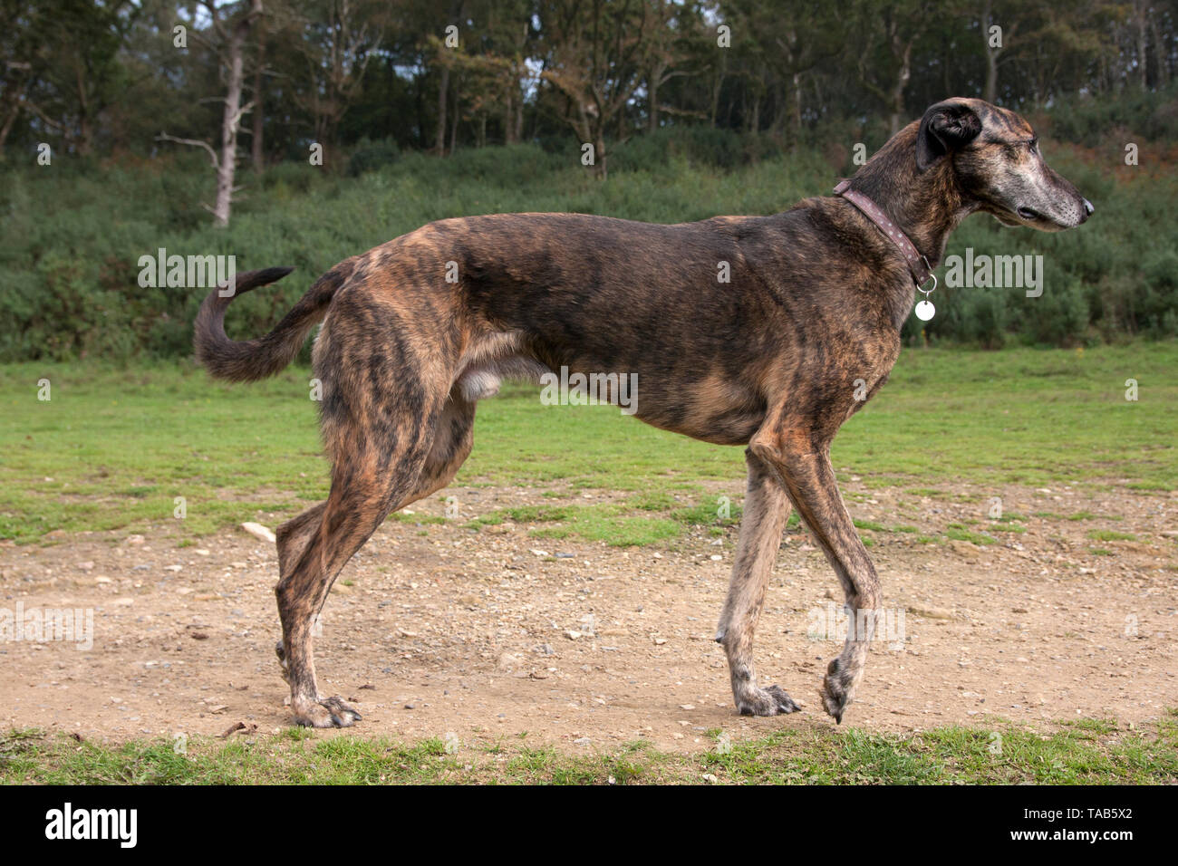 Lurcher cane hot sale