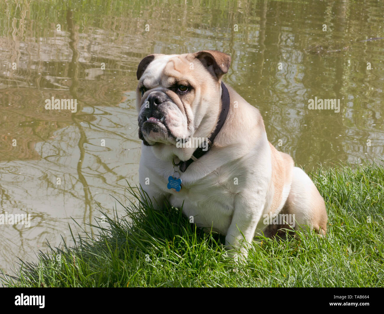 Bulldog, maschio cane adulto seduto accanto al fiume, England, Regno Unito Foto Stock