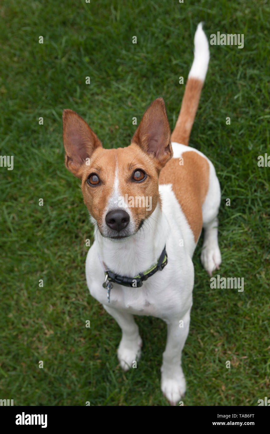Jack Russell Terrier, profilo completo di un anno di età cucciolo, seduti in giardino, cercando fino alla telecamera, England, Regno Unito Foto Stock