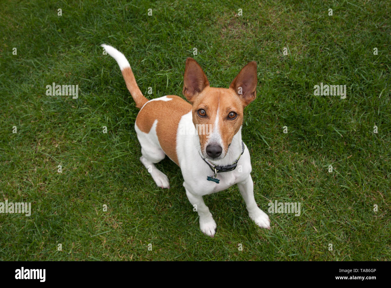 Jack Russell Terrier, profilo completo di un anno di età cucciolo, seduti in giardino, cercando fino alla telecamera, England, Regno Unito Foto Stock