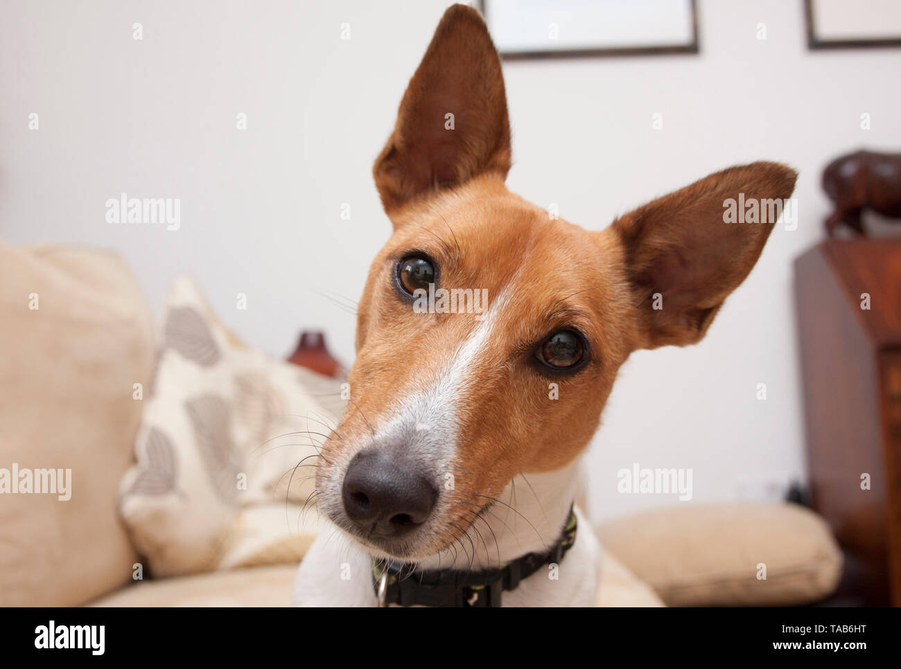 Cucciolo Jack Russell Terrier Bianco E Marrone Immagini E Fotos Stock Alamy
