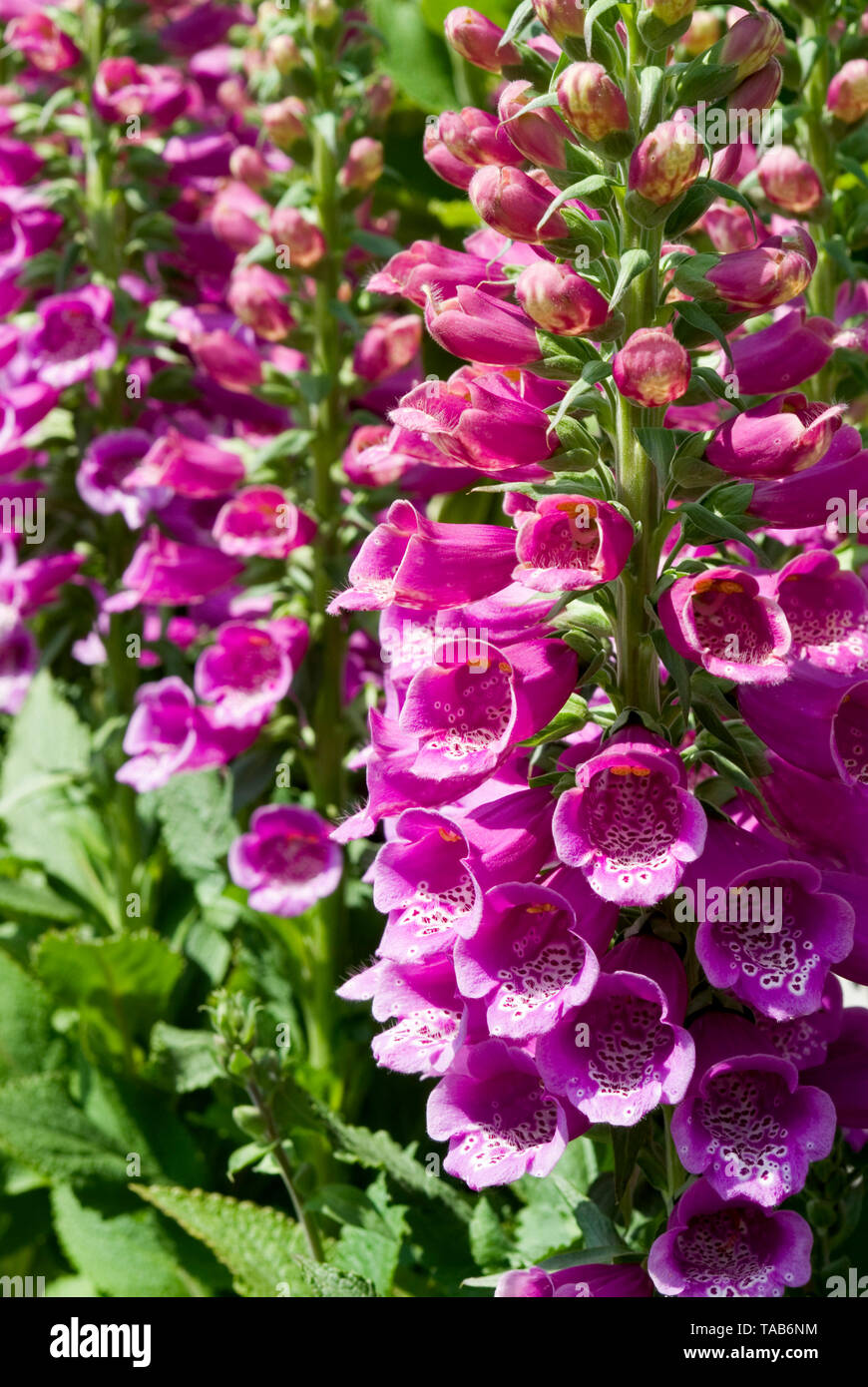 Digitalis viola dalmata Foto Stock
