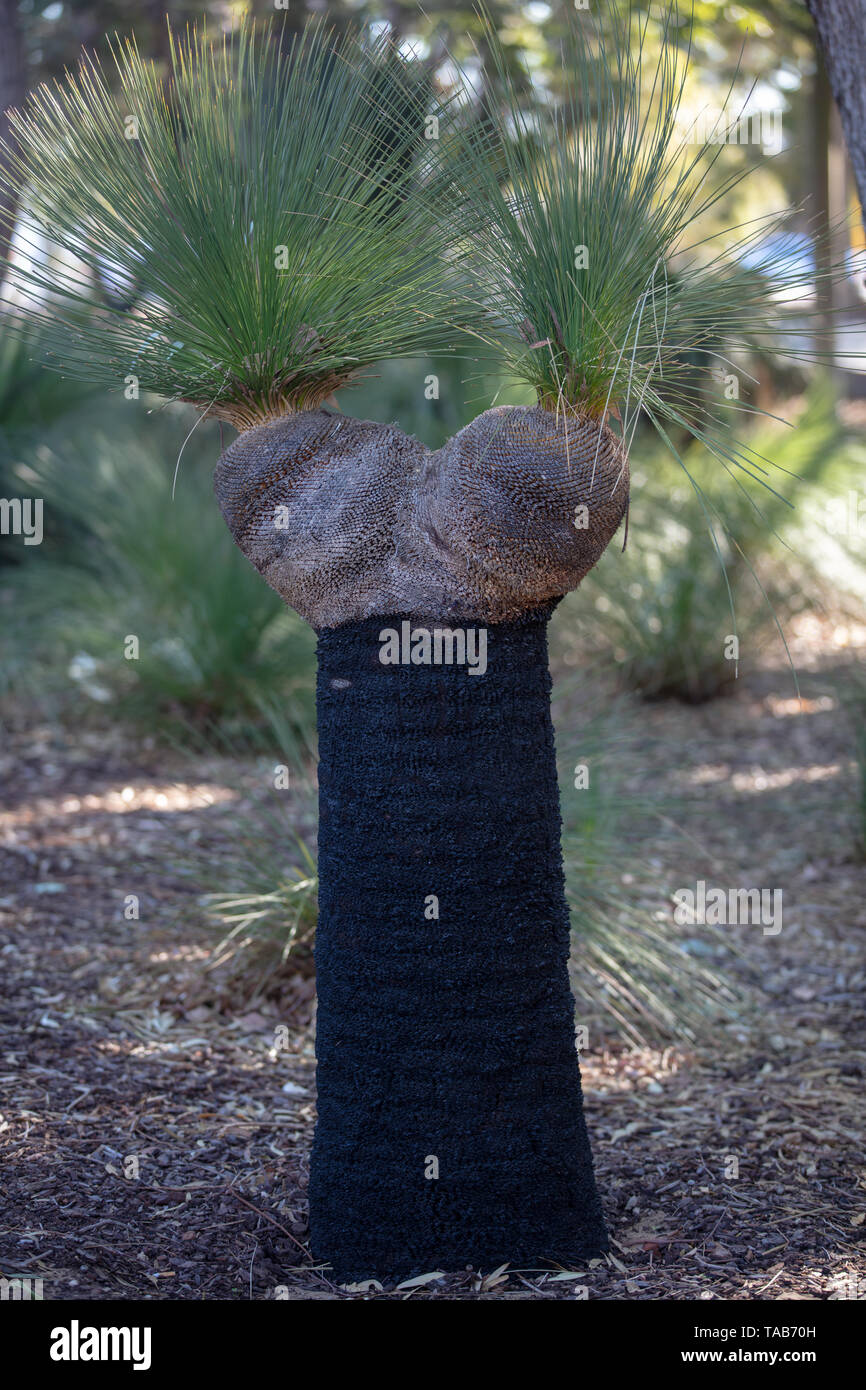 Erba bruciata albero con il suo tronco di albero charcoaled nero da incendi boschivi crescente due teste con nuovo e fresco verde foglie erbosa in Joondalup, Perth, WA. Foto Stock