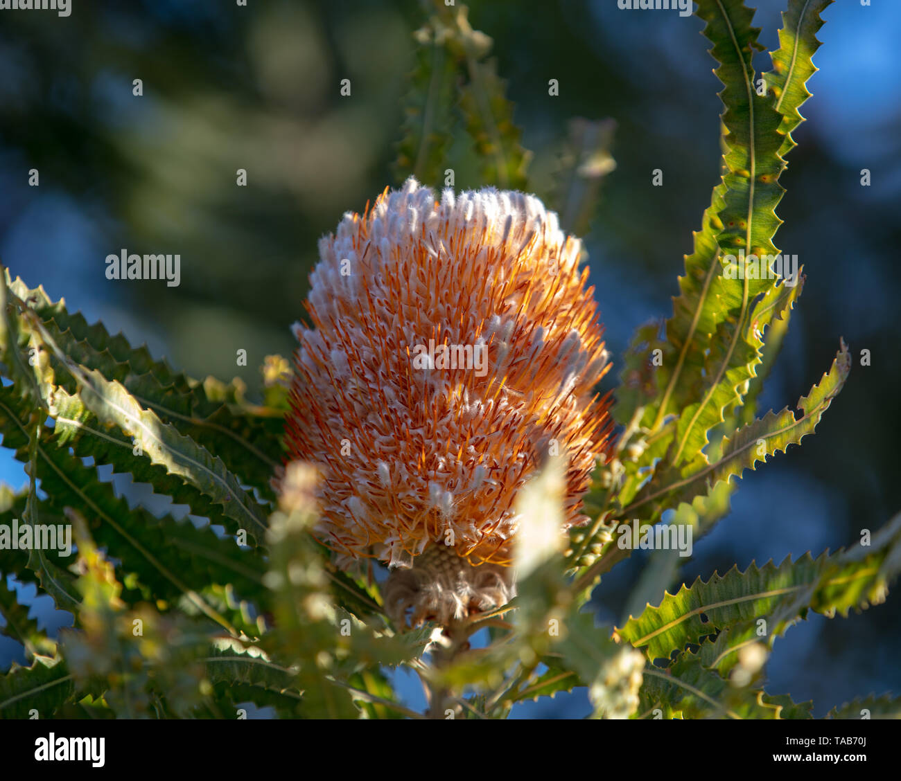 Fiore di arancia Banksia prionotes con foglie in una piccola area di macchia di un parco in Beldon, Joondalup, un sobborgo a nord di Perth, Western Australia. Foto Stock