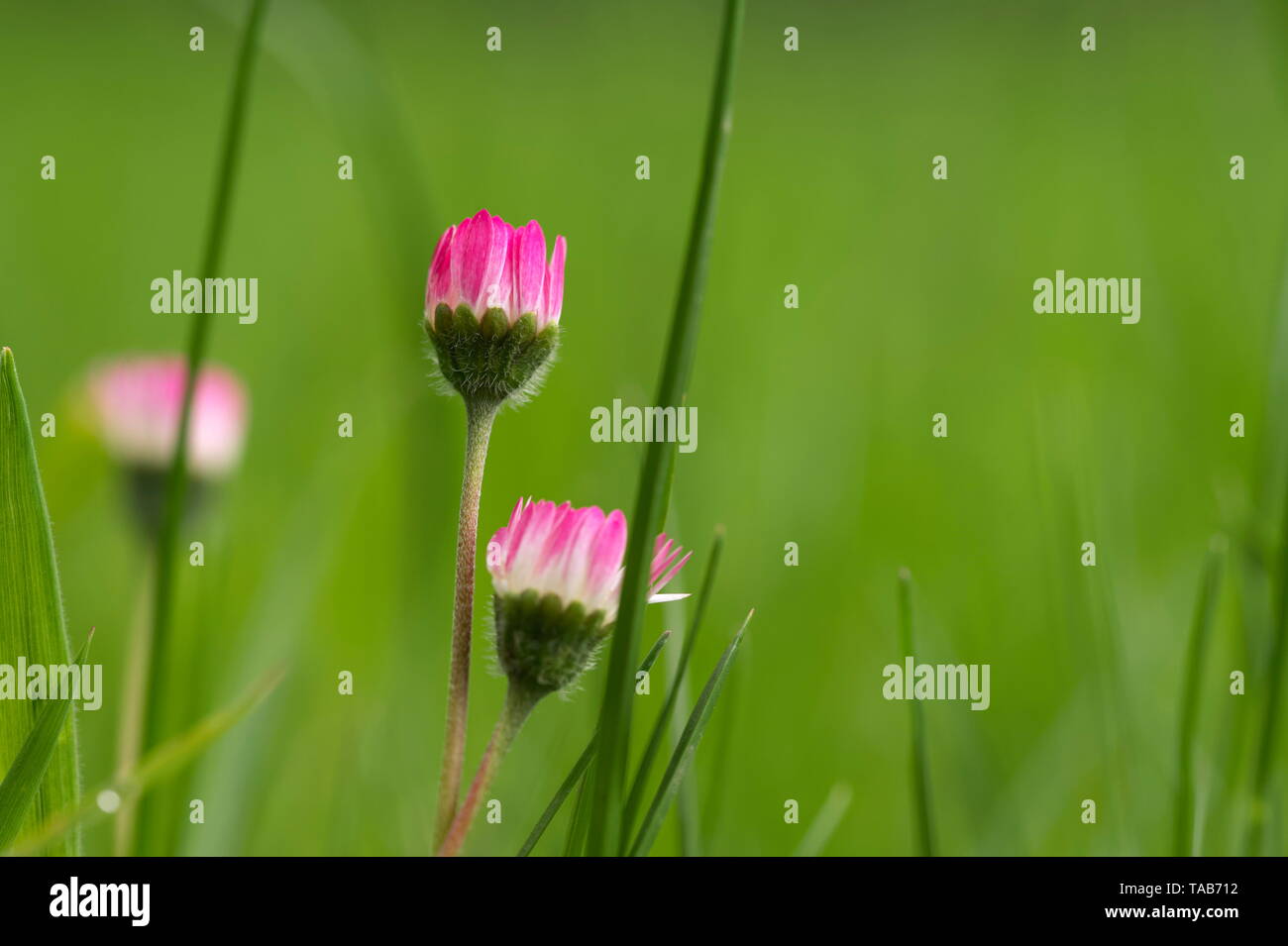 Fiori Selvatici daisy rosa su sfondo verde al tramonto Foto Stock