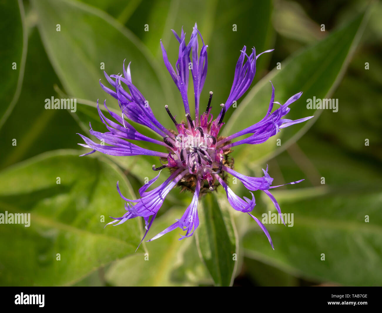 Close up Centaurea montana fiore. Foto Stock