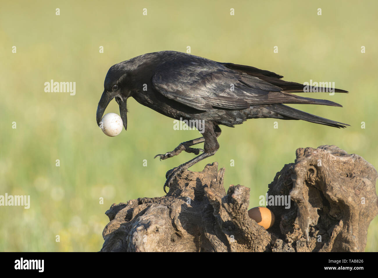 Comune Di Corvo Imperiale Corvus Corax Mangiare Uova In Estremadura Spagna Foto Stock Alamy