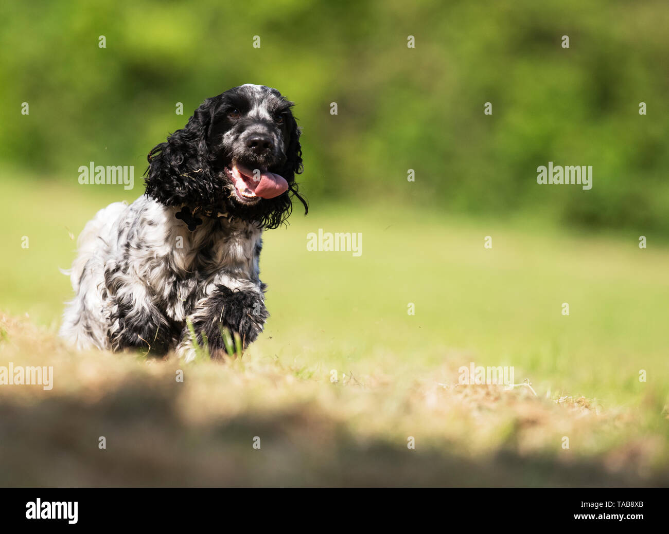 English Cocker Spaniel avendo divertimento fuori il filo , Warwickshire Foto Stock