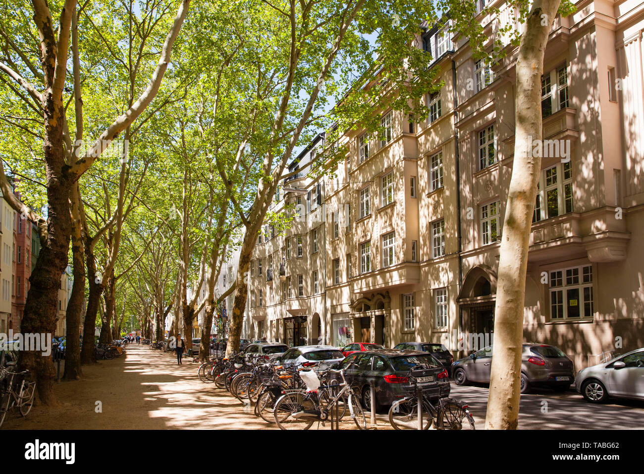 Aerei al Weissenburg Street nel quartiere di Agnes, Colonia, Germania. Platanen in der Weissenburgstrasse Agnesviertel im, Koeln, Deutschland. Foto Stock