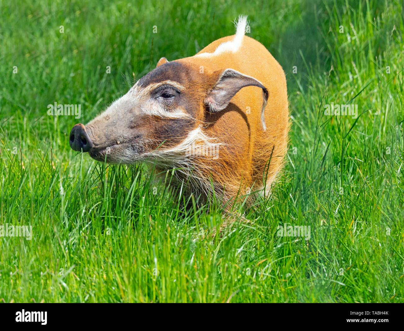 Red River hog Potamochoerus porcus captive Foto Stock