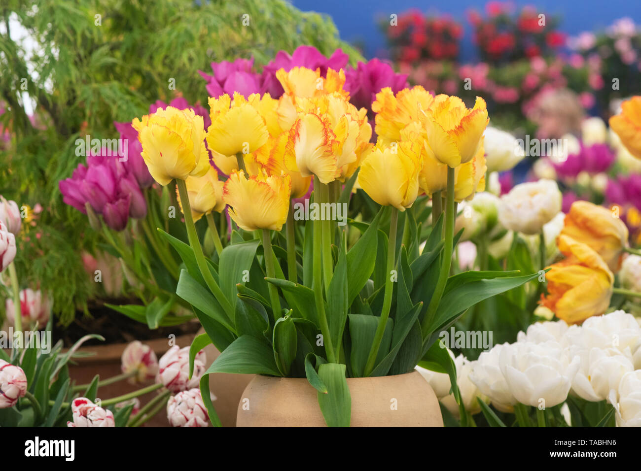 Tulipa. Tulipano ‘fiori di pappagallo caraibico. Parrot Tulip fiori in un vaso Foto Stock