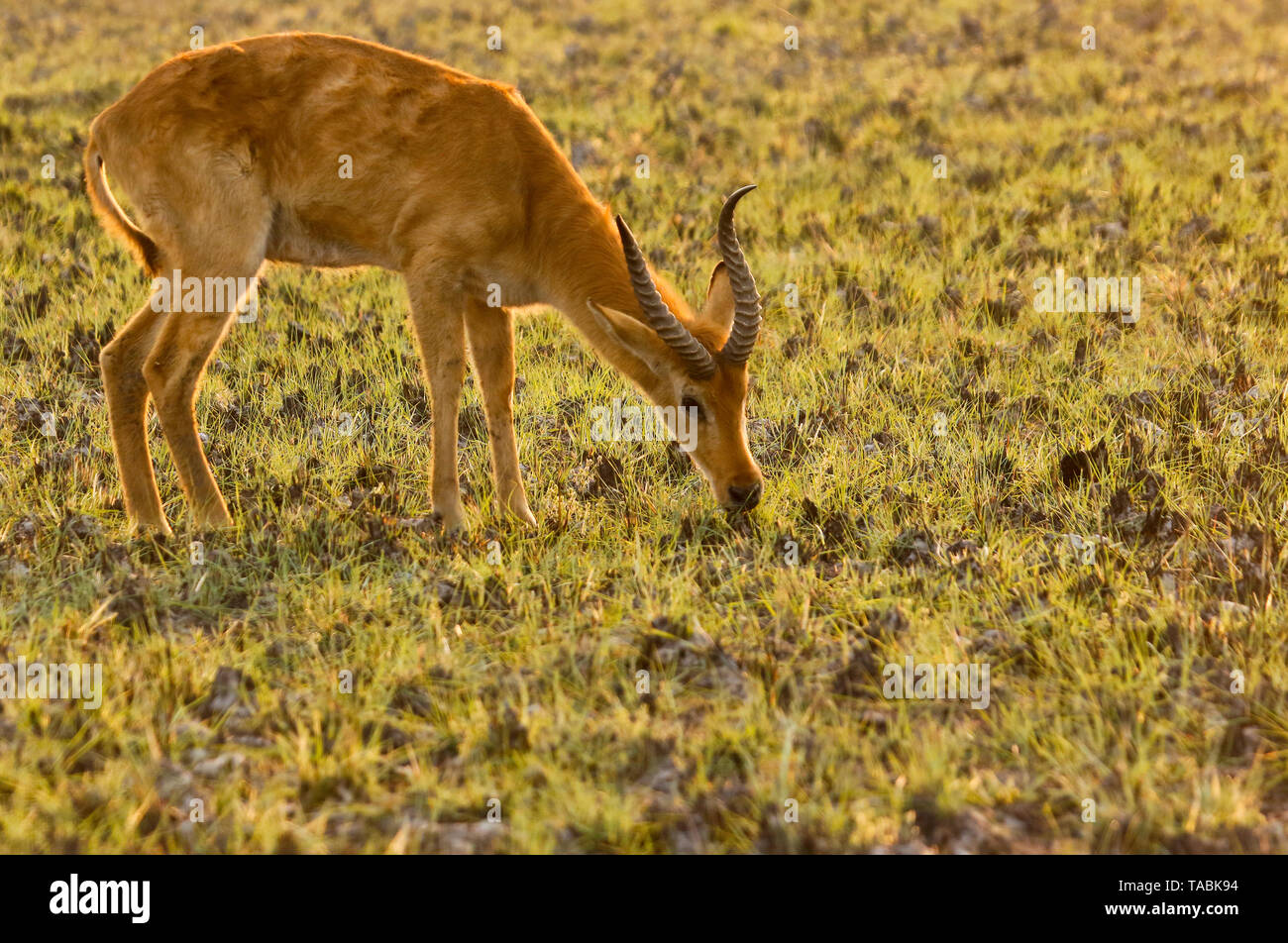 Il maschio della Puku (Kobus vardonii) africana di antilope, in Busanga Plains. Parco Nazionale di Kafue, Zambia Foto Stock