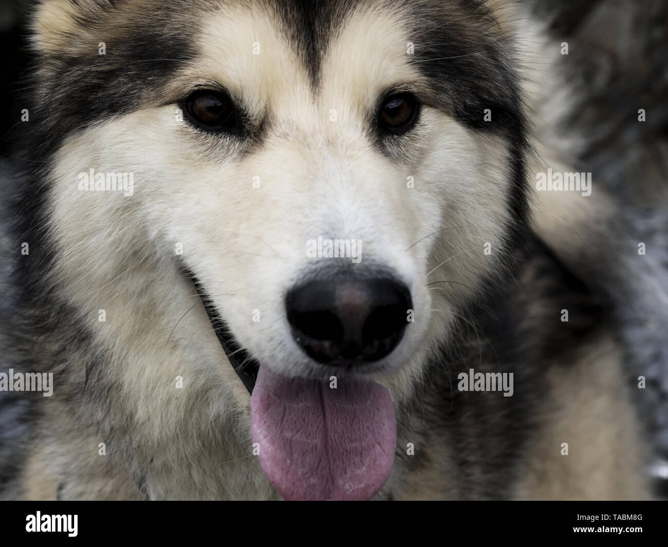 Close up di un Alaskan Malamute Cane. Foto Stock