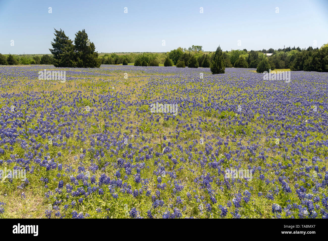 Bluebonnets in un campo Foto Stock