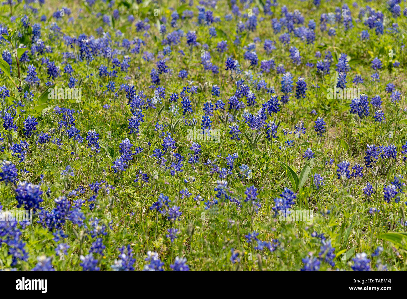 Bluebonnets in un campo Foto Stock