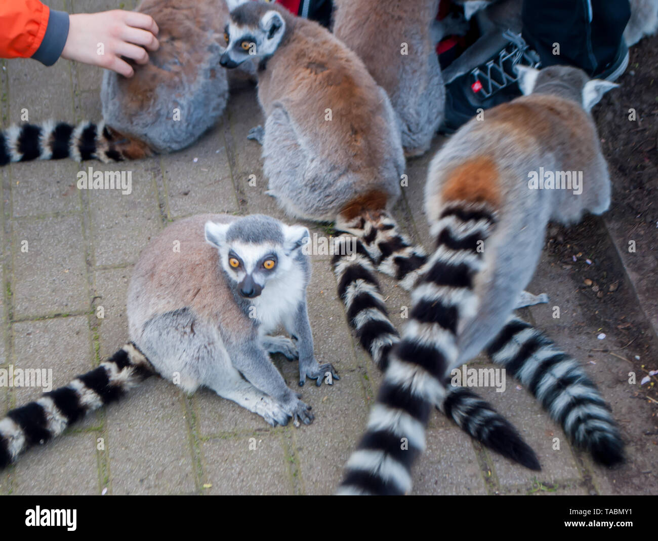 Lemuri con belle striped tails seduti sulla strada nel parco Foto Stock
