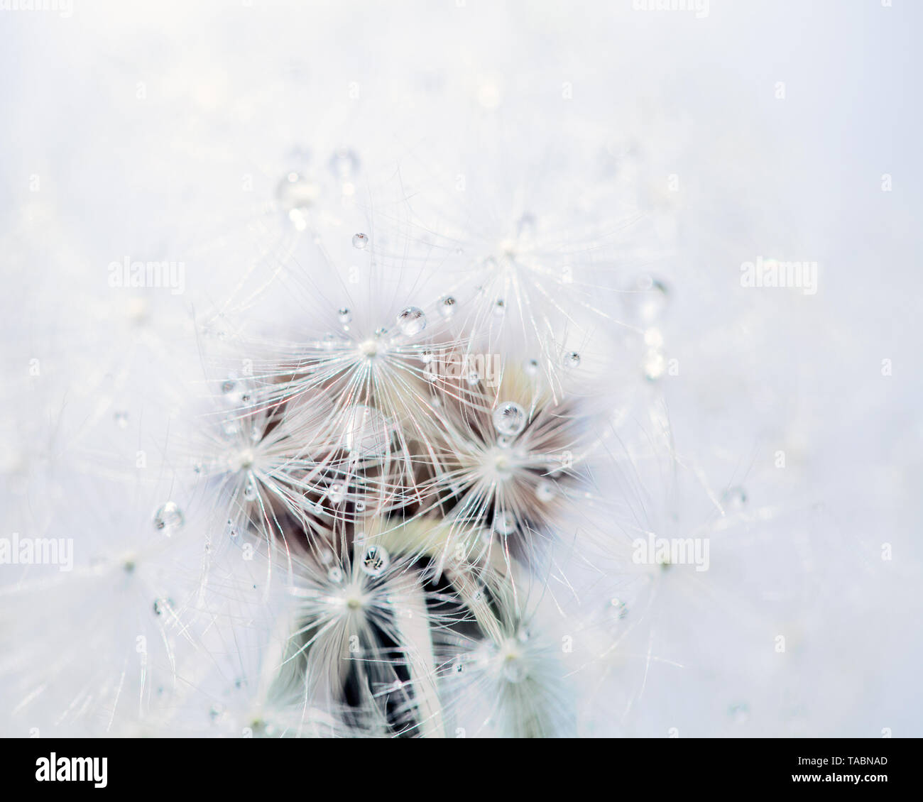 Ripresa macro di un dente di leone Foto Stock