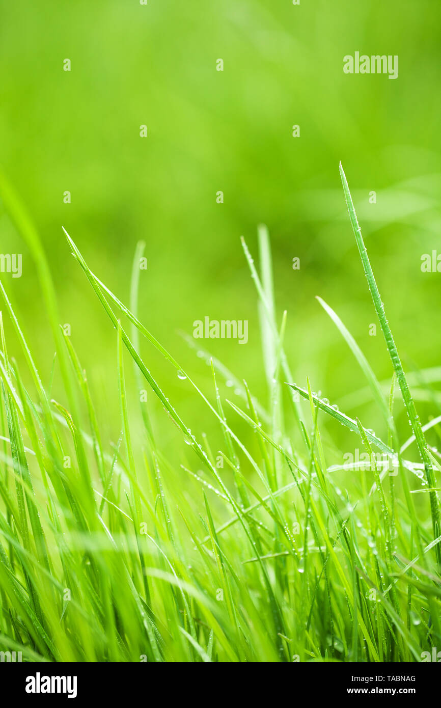 Sfondo texture di sfondo immagini e fotografie stock ad alta