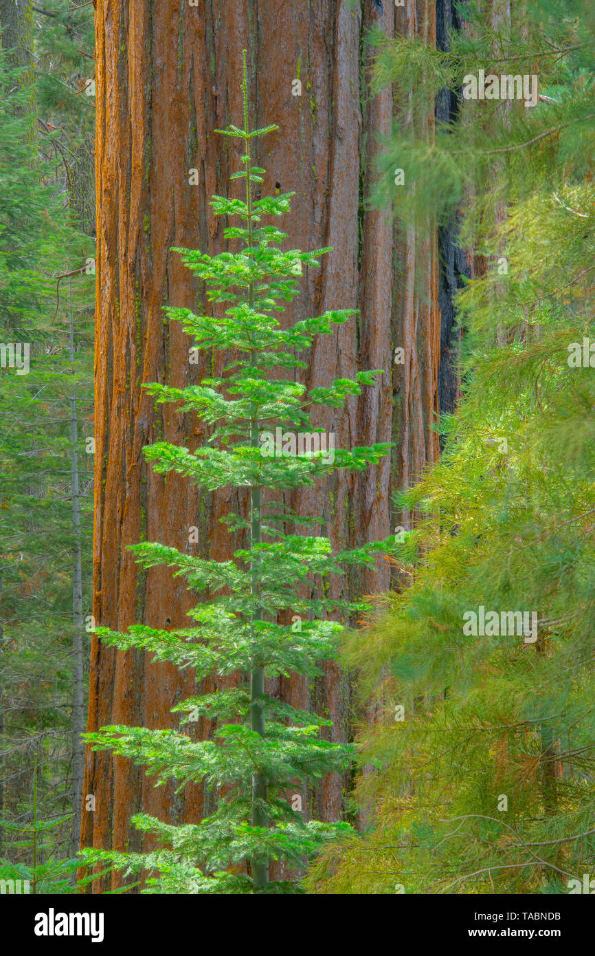 Alberi di sequoia e Douglas firs, Yosemite National Park, California, Stati Uniti d'America da Bill Lea/Dembinsky Foto Assoc Foto Stock