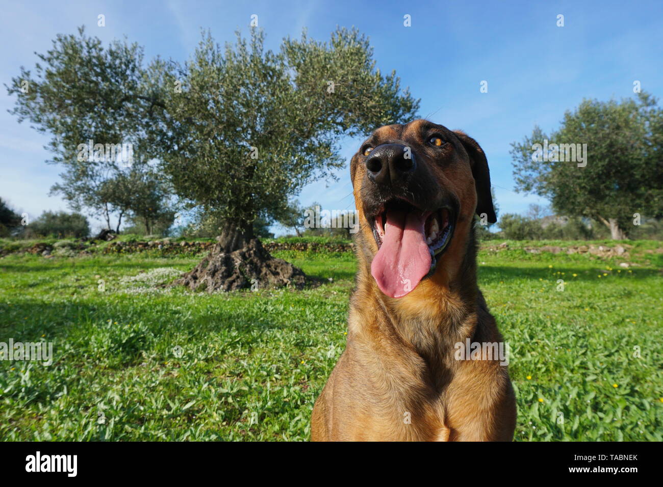 Divertente faccia di un cane in primo piano con albero di olivo in background, Malinois Labrador mixed-razza cane, Spagna Foto Stock