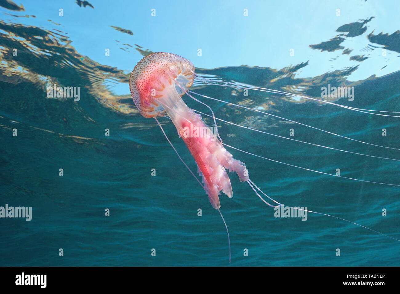 Mauve stinger meduse, Pelagia noctiluca, al di sotto della superficie dell'acqua nel mare Mediterraneo, Spagna Foto Stock