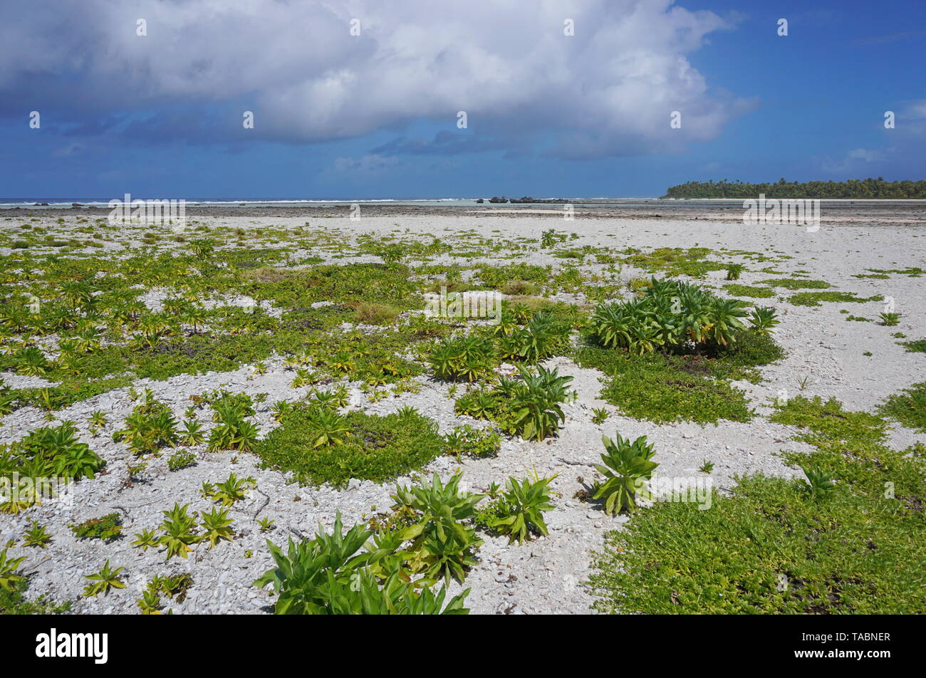 Paesaggio Tikehau Atoll, Arcipelago Tuamotu, Polinesia francese, oceano pacifico Foto Stock