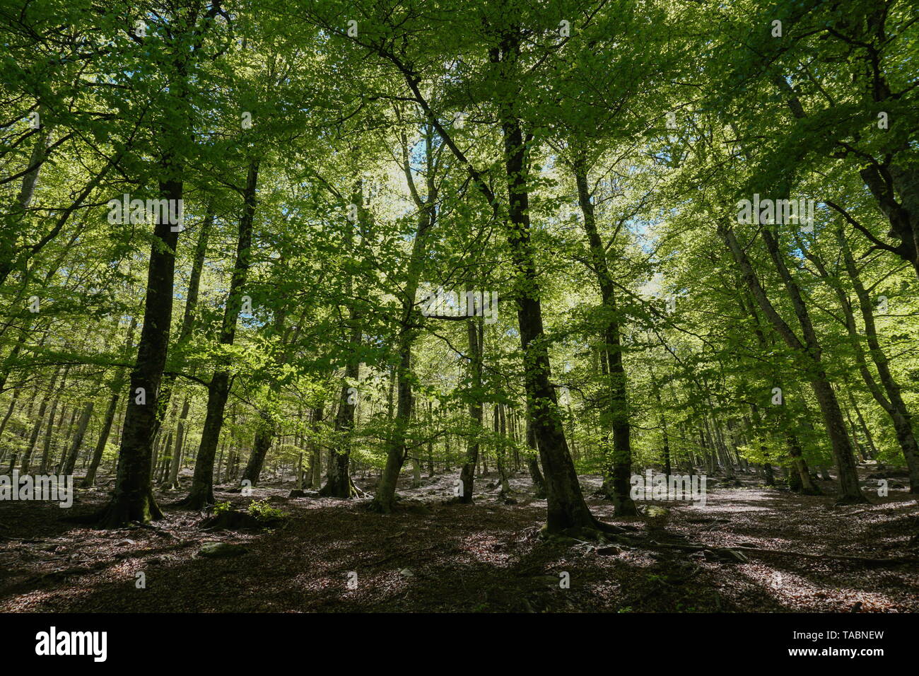Paesaggio della foresta in Francia, Massif des Alberes, Pirenei orientali, Occitanie Foto Stock
