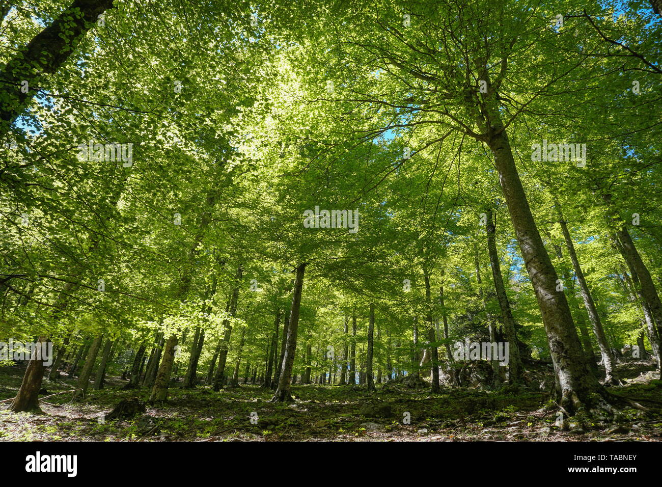 Il paesaggio della foresta sotto gli alberi fogliame, Francia, Massif des Alberes, Pirenei orientali, Occitanie Foto Stock