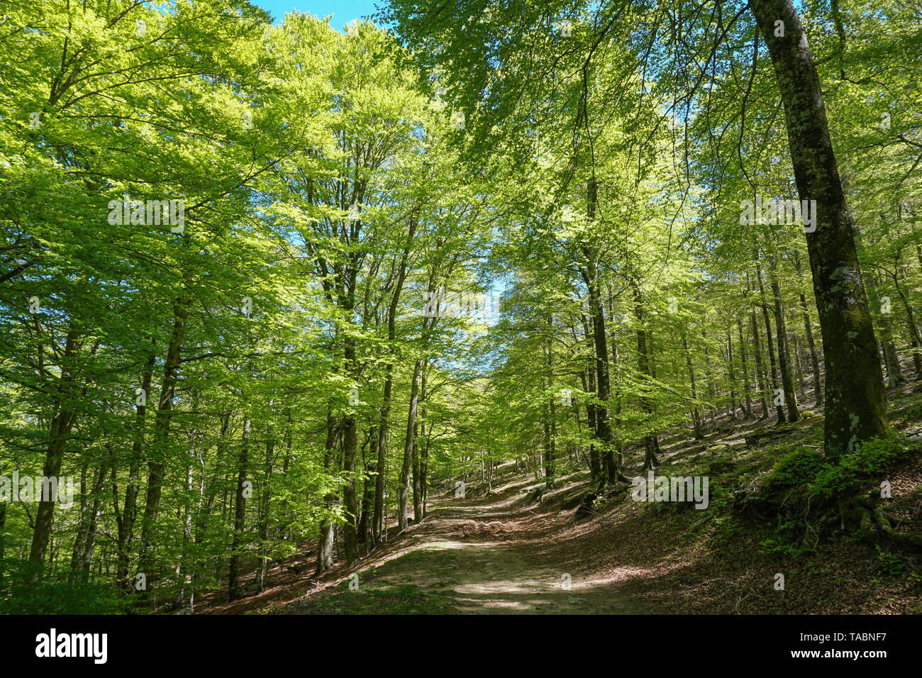 Il percorso nella foresta, Francia, Massif des Alberes, Pirenei orientali, Occitanie Foto Stock