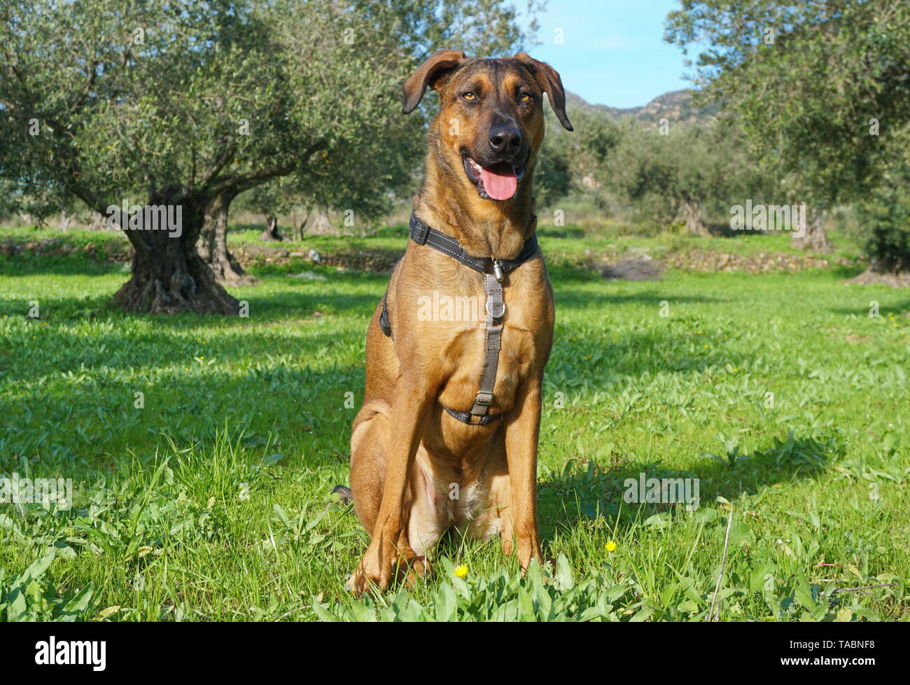 Orgogliosa dog sitter in erba in un campo di ulivi, Malinois Labrador mixed-razza cane, Spagna Foto Stock