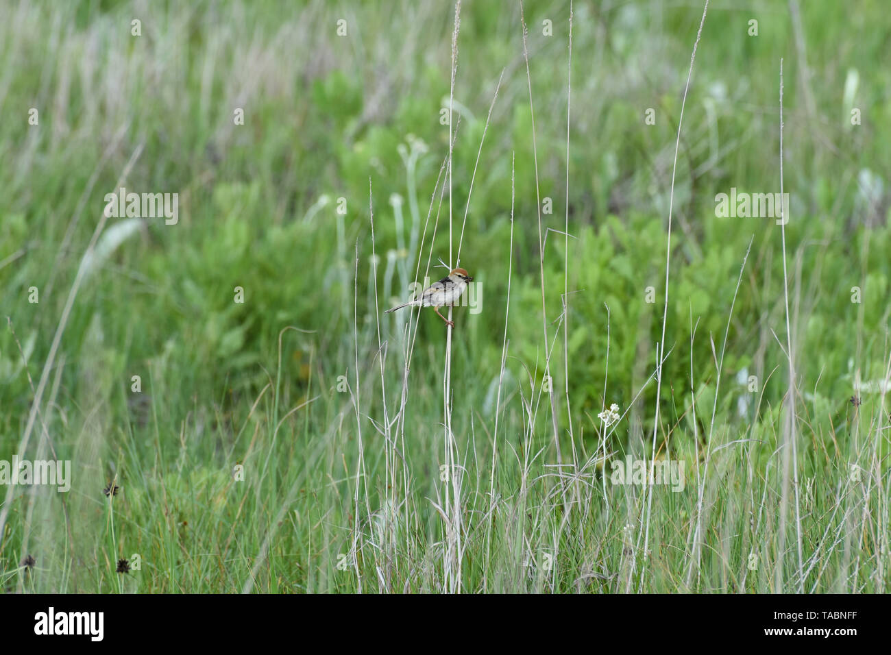 Levaillant Cisticola dell'Uccello con insetto (cisticola tinniens) Foto Stock