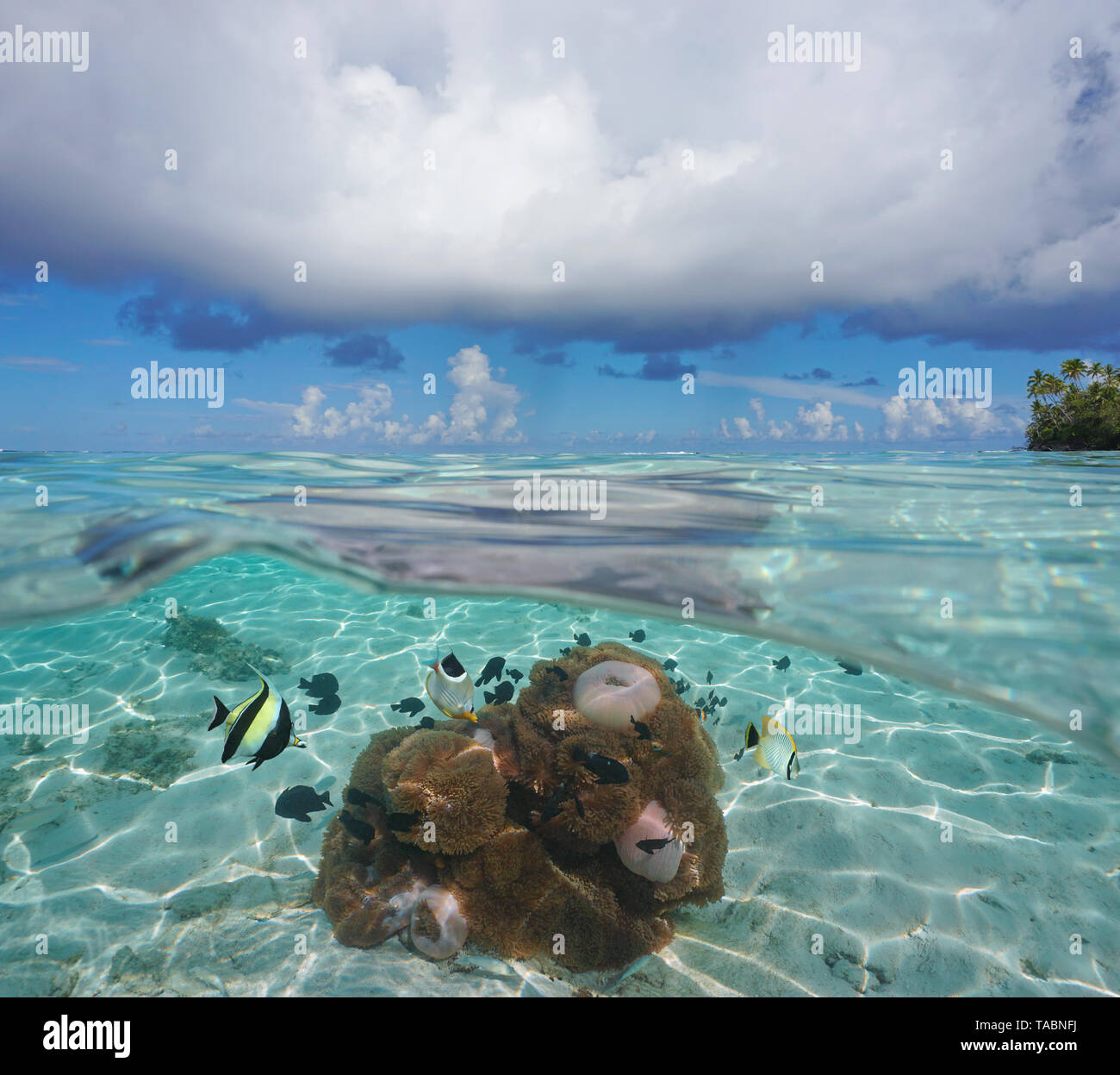 Seascape nuvoloso cielo azzurro orizzonte con anemoni di mare e pesci tropicali subacquea, Polinesia francese, oceano pacifico, split vista sopra e sotto l'acqua Foto Stock