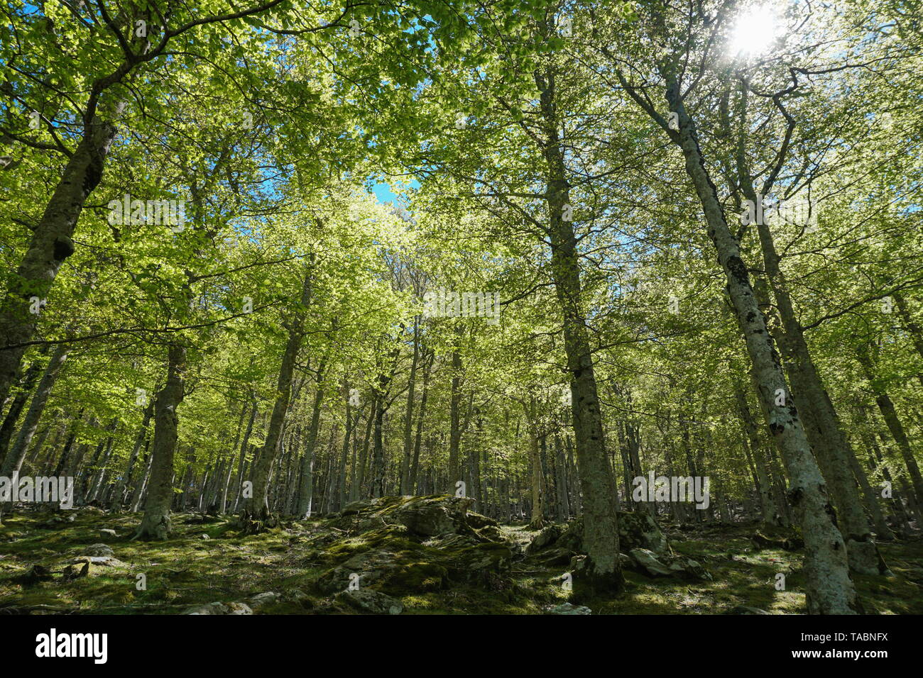 Il fogliame degli alberi della foresta, Francia, Massif des Alberes, Pirenei orientali, Occitanie Foto Stock