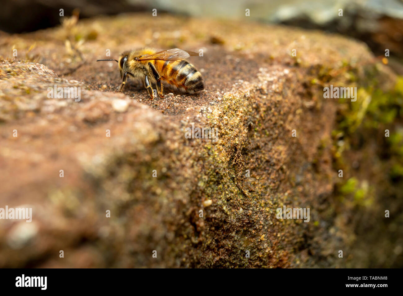 Ape del miele Foto Stock