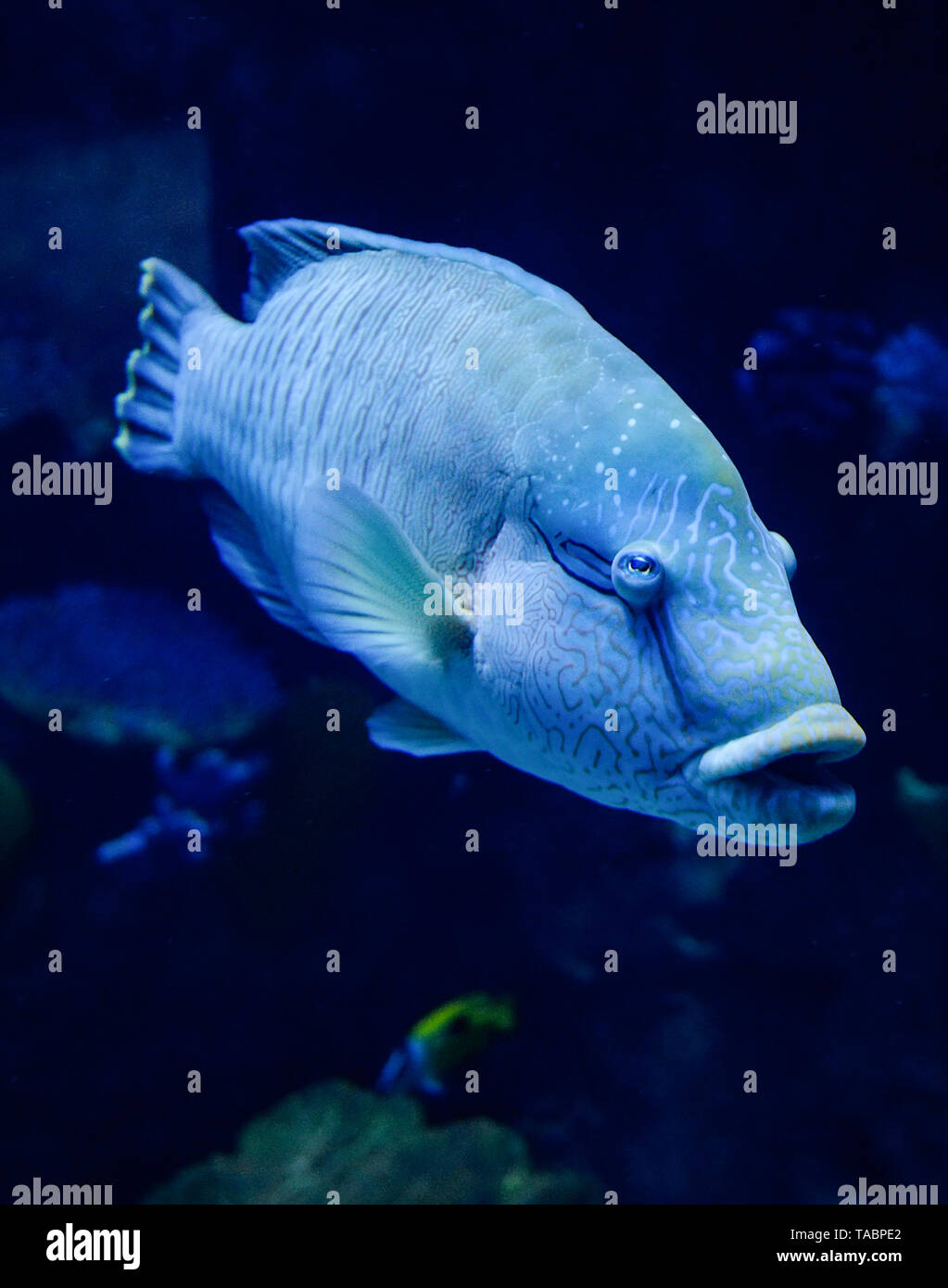Humphead maori wrasse / pesce napoleone pesce nuotare vita marina oceano subacquea (Cheilinus undulatus) Foto Stock
