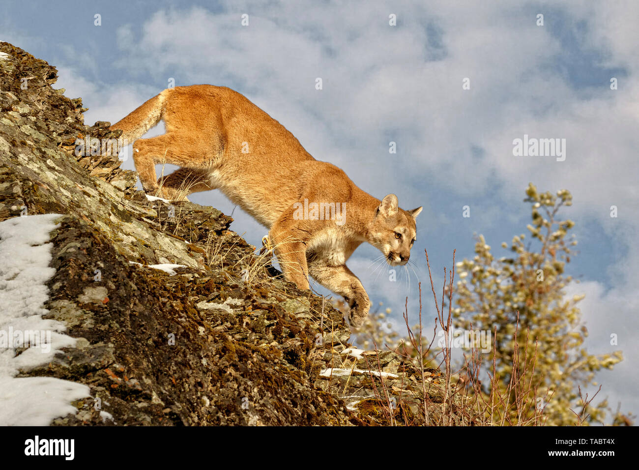 La cougar va da molti nomi compresi mountain lion, puma, panther o catamount, è un gatto grande nativa per le Americhe. Foto Stock