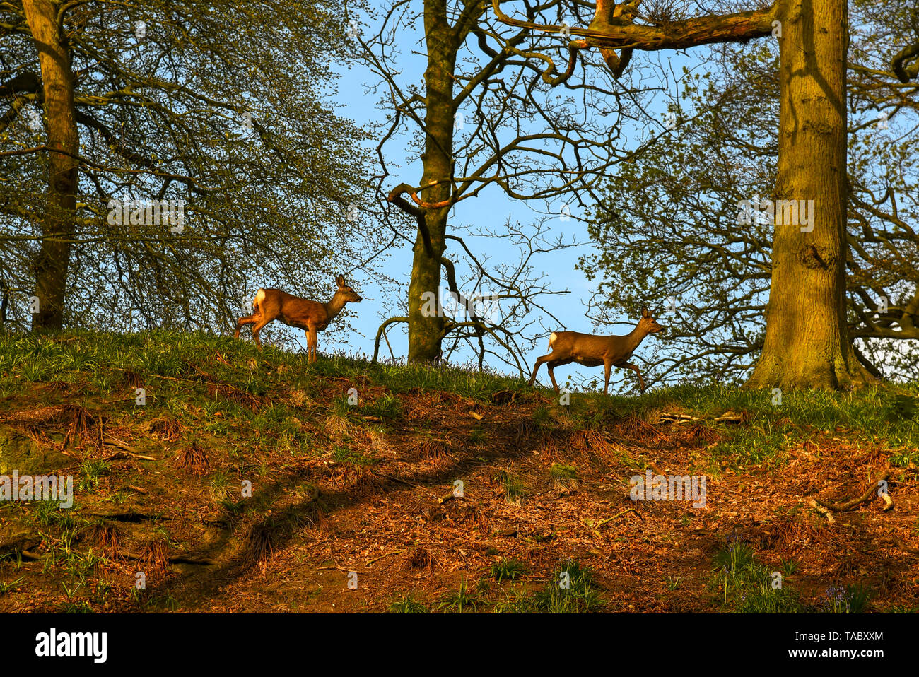 Il capriolo nel bosco selvatico Foto Stock