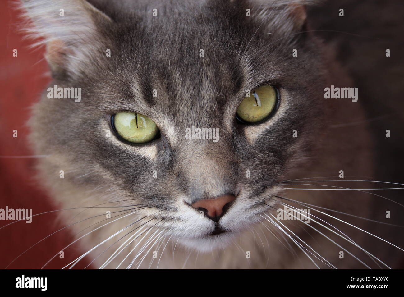 La mirada de gato delle nazioni unite Foto Stock