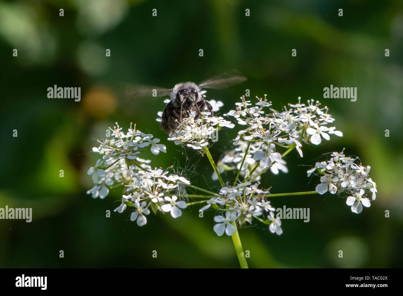 Ashy mining bee (Andrena cineraria) Foto Stock