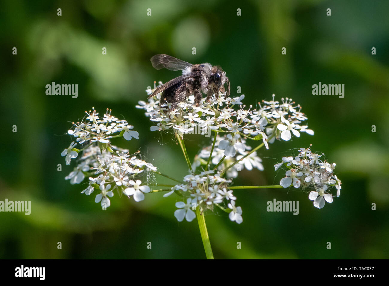 Ashy mining bee (Andrena cineraria) Foto Stock