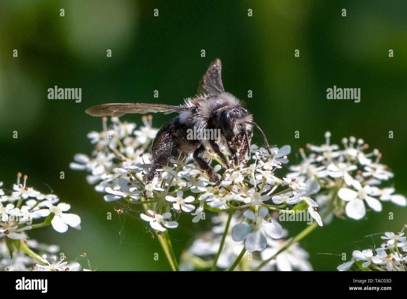 Ashy mining bee (Andrena cineraria) Foto Stock